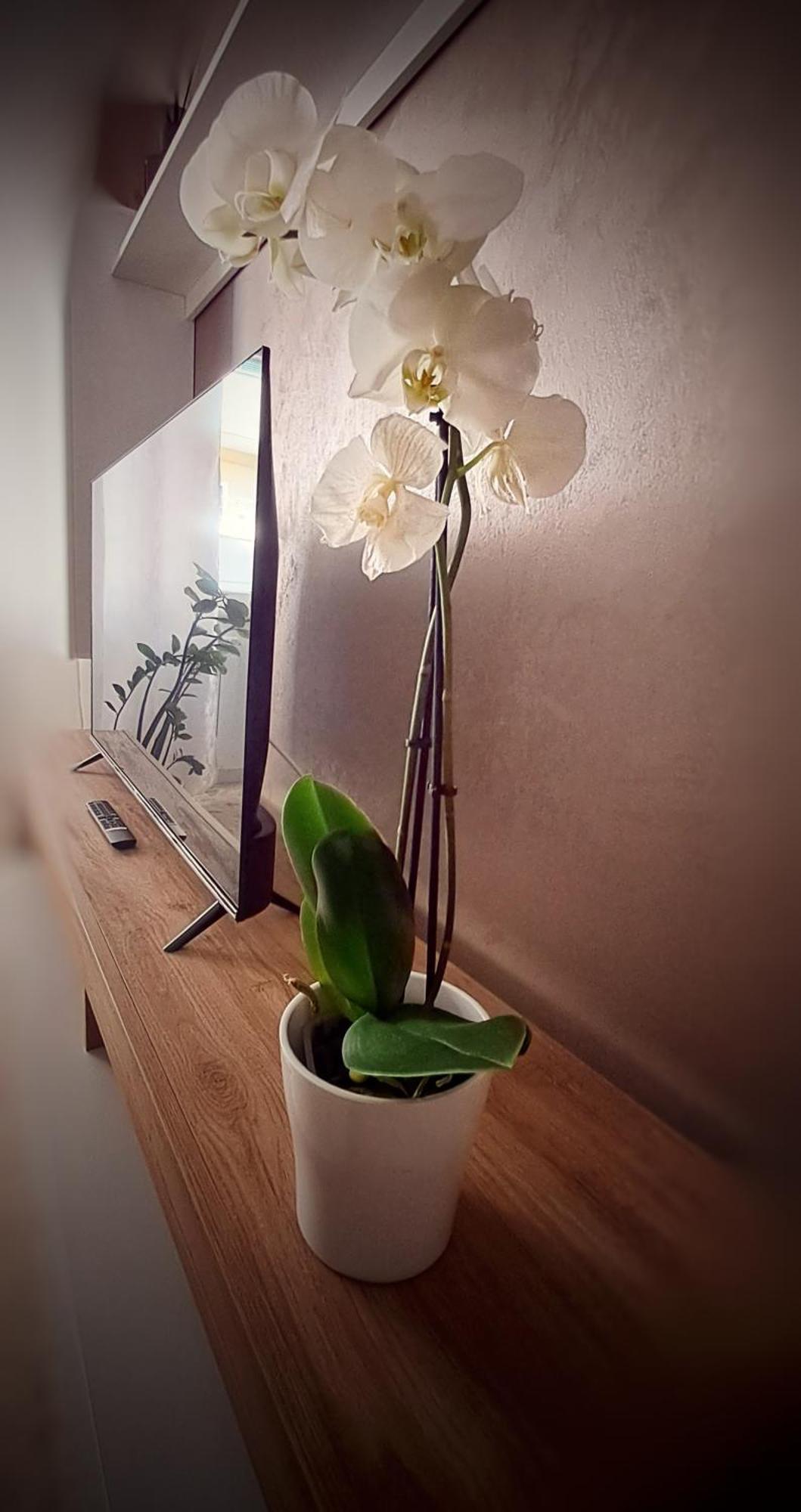 Roma Bema Apartment - Charme E Relax A Due Passi Dal Vaticano Ngoại thất bức ảnh